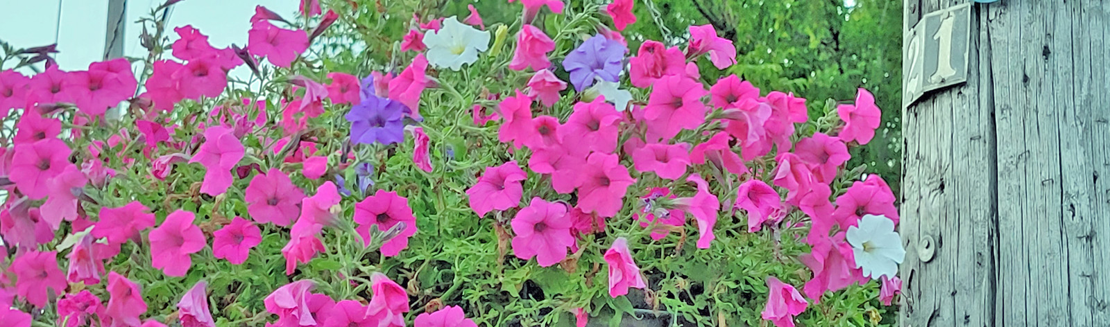 petunias