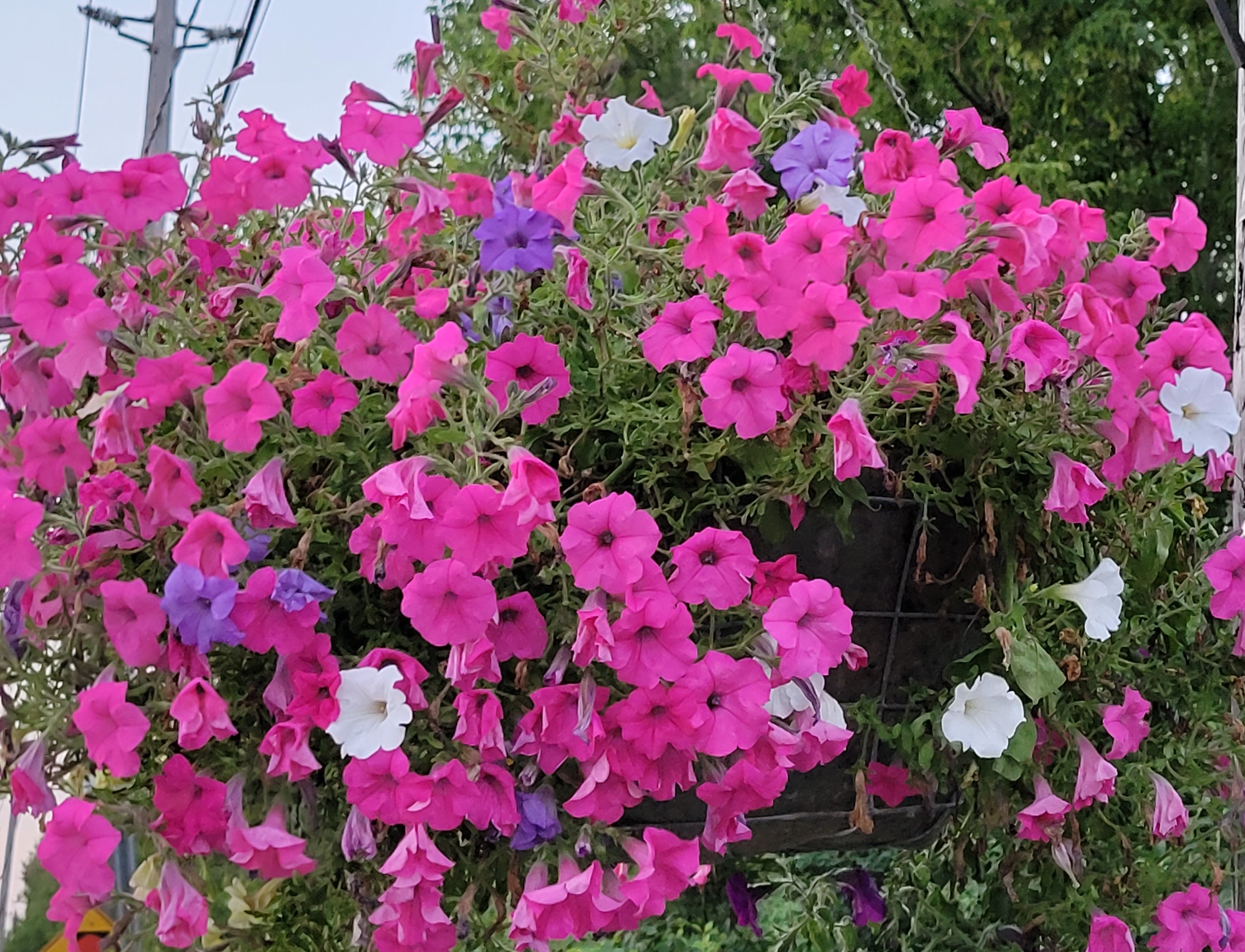 flower basket