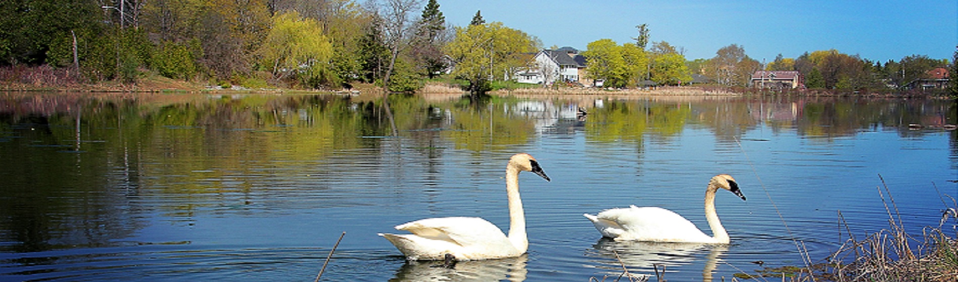 2 swans floating on elgin pond