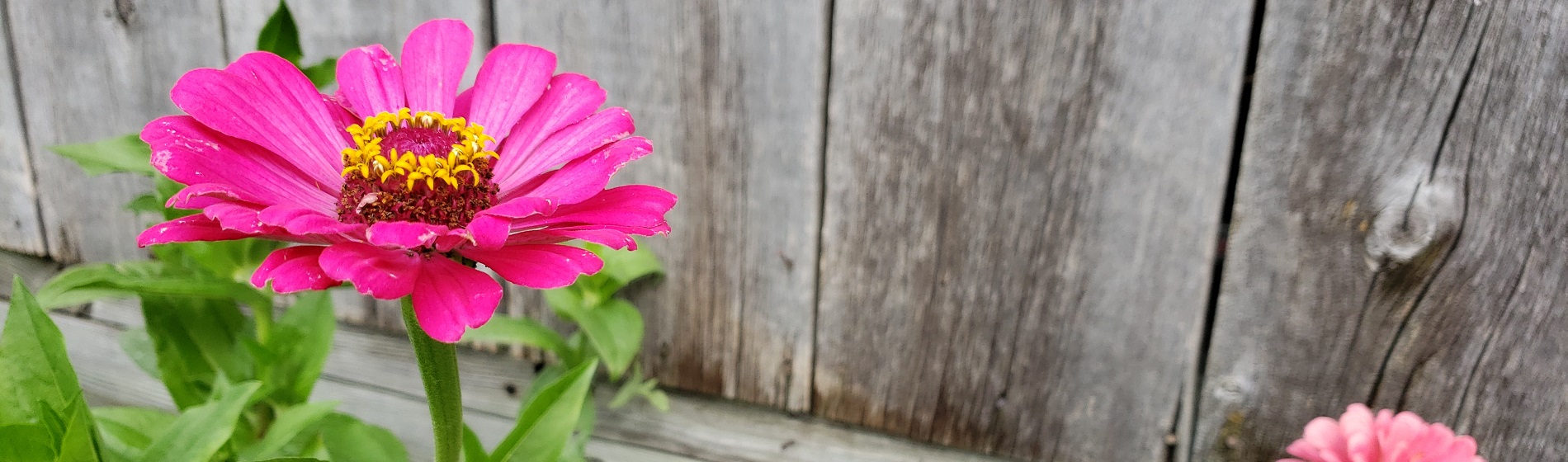 flowers growing against a fence