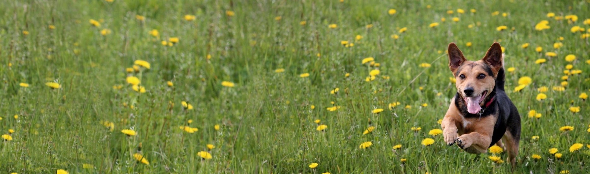 Dog leaping through long grass