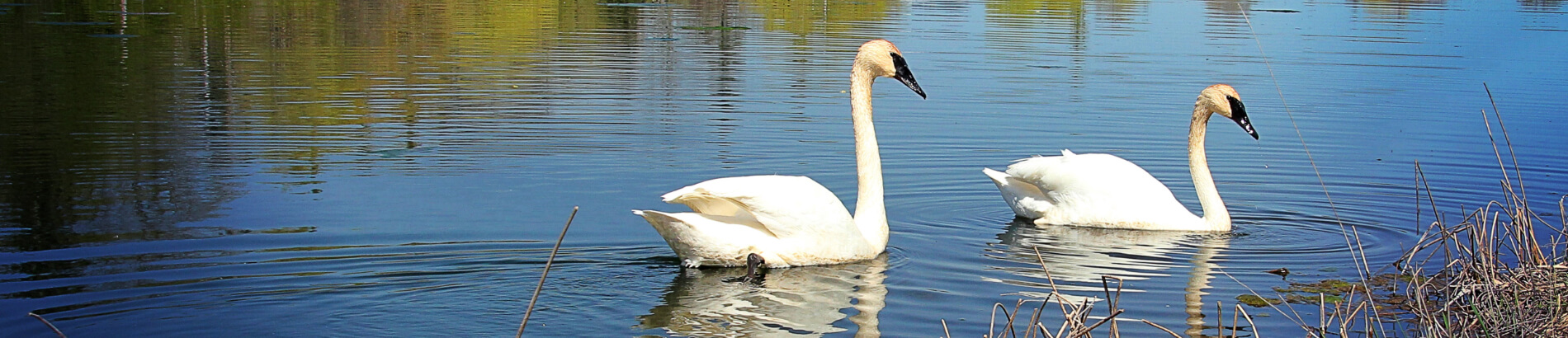 swans swimming in a lake